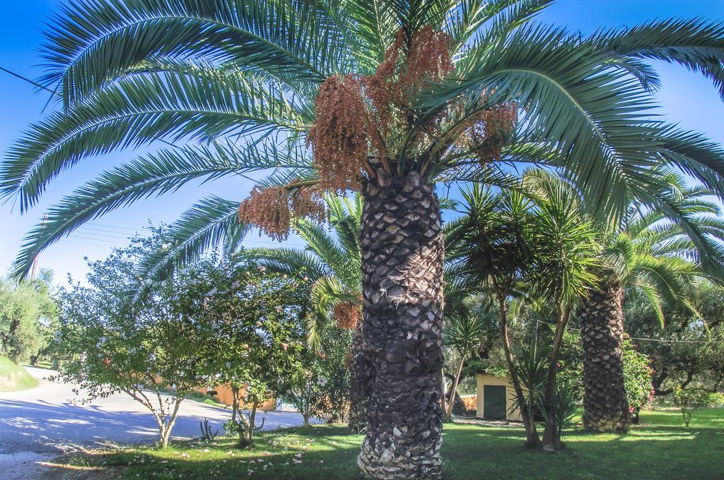 Olive Grove Apts Lithakia  Kamer foto